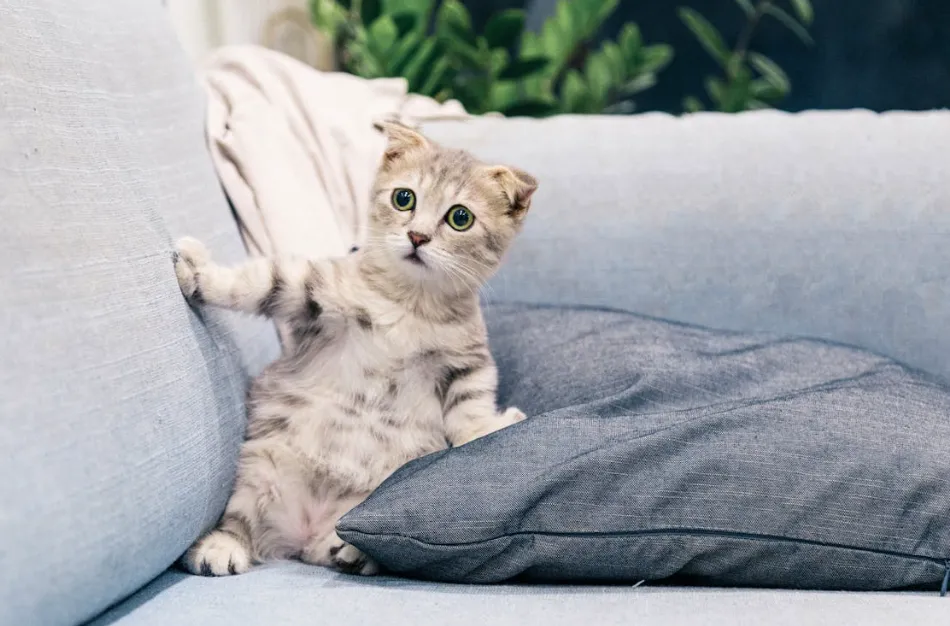 jenis bantal yang dipakai di hotel untuk kualitas tidur terbaik.