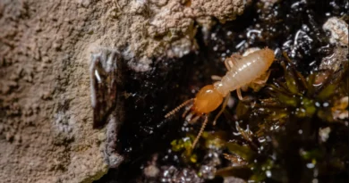 bagaimana mendeteksi Sarang Rayap di Rumah